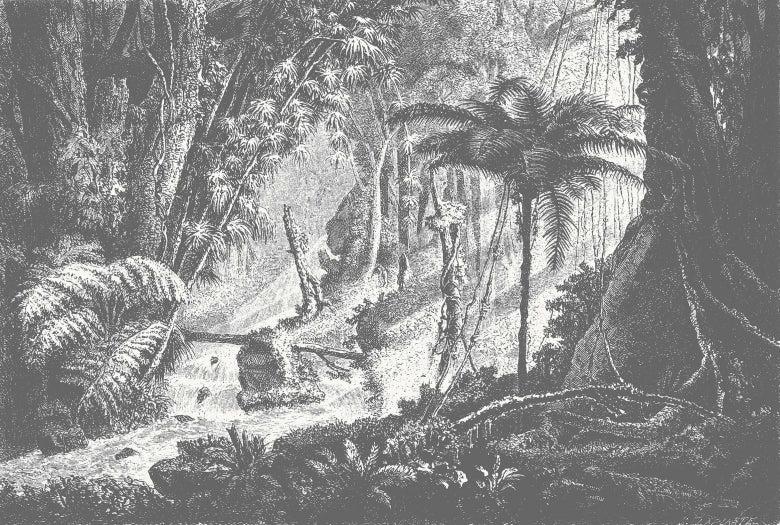 Amazonia Jungle Wall Mural - Monochrome - Wallpaper Trader