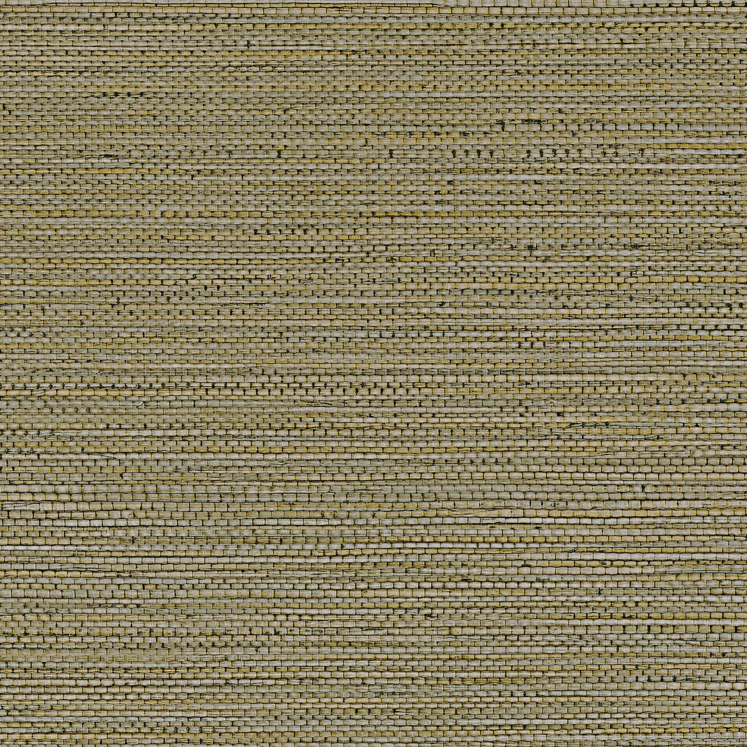 Zostera - Kaki