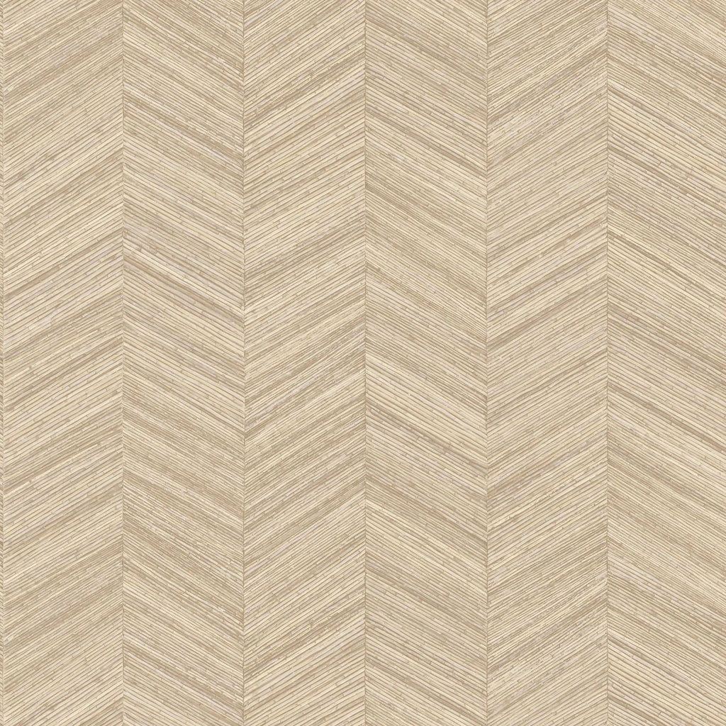 Ocotea - Coquille