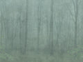Skog wall mural by Sandberg – forest & woodland design, Green – Forest Green