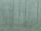 Skog wall mural by Sandberg – forest & woodland design, Green – Forest Green