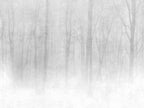 Vinterskog wall mural by Sandberg – forest & woodland design, Grey