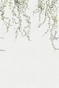 Aralia - Wallpaper Trader