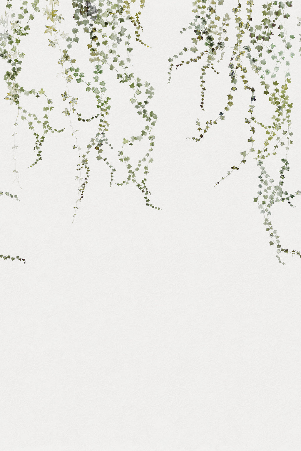 Aralia wall mural by Sandberg, flat swatch of green trailing ivy vines hanging down a white wall