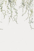 Aralia wall mural by Sandberg, flat swatch of green trailing ivy vines hanging down a white wall