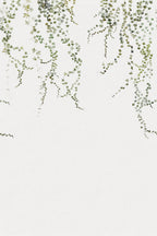 Aralia wall mural by Sandberg, flat swatch of green trailing ivy vines hanging down a white wall