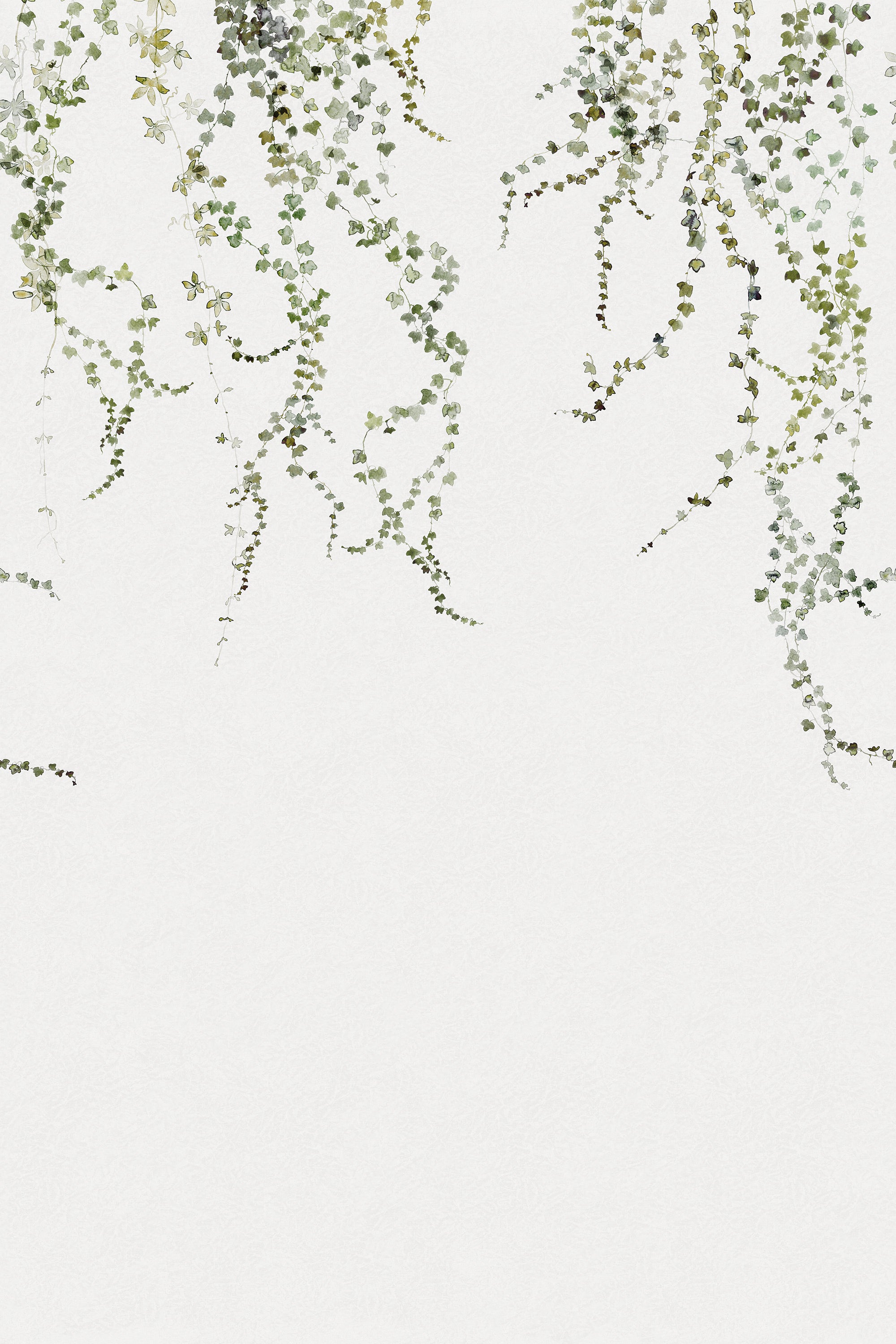 Aralia wall mural by Sandberg, flat swatch of green trailing ivy vines hanging down a white wall