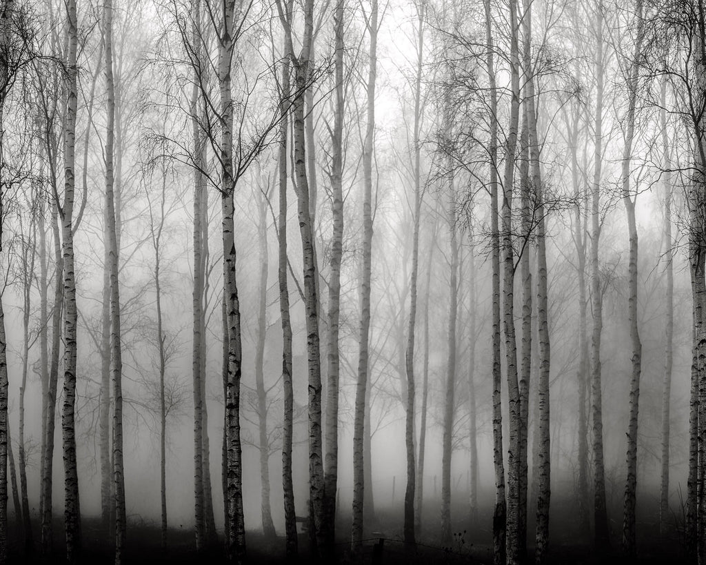 Birch Fog wall mural by Rebel Walls in Grey, flat swatch
