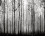 Birch Fog wall mural by Rebel Walls in Grey, flat swatch