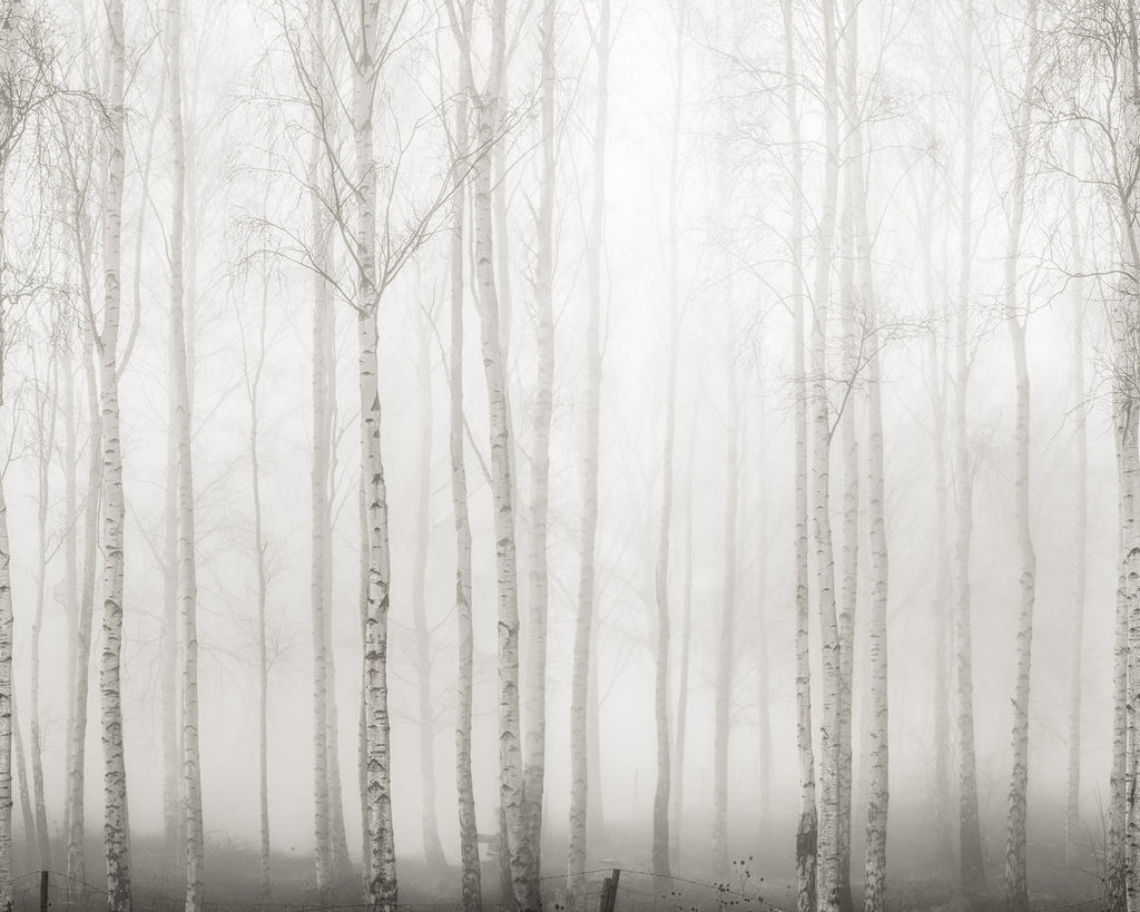 Birch Fog wall mural by Rebel Walls in White, flat swatch