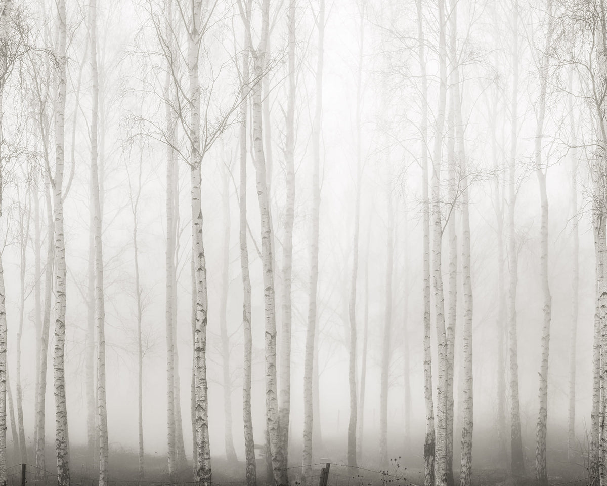 Birch Fog wall mural by Rebel Walls in White, flat swatch