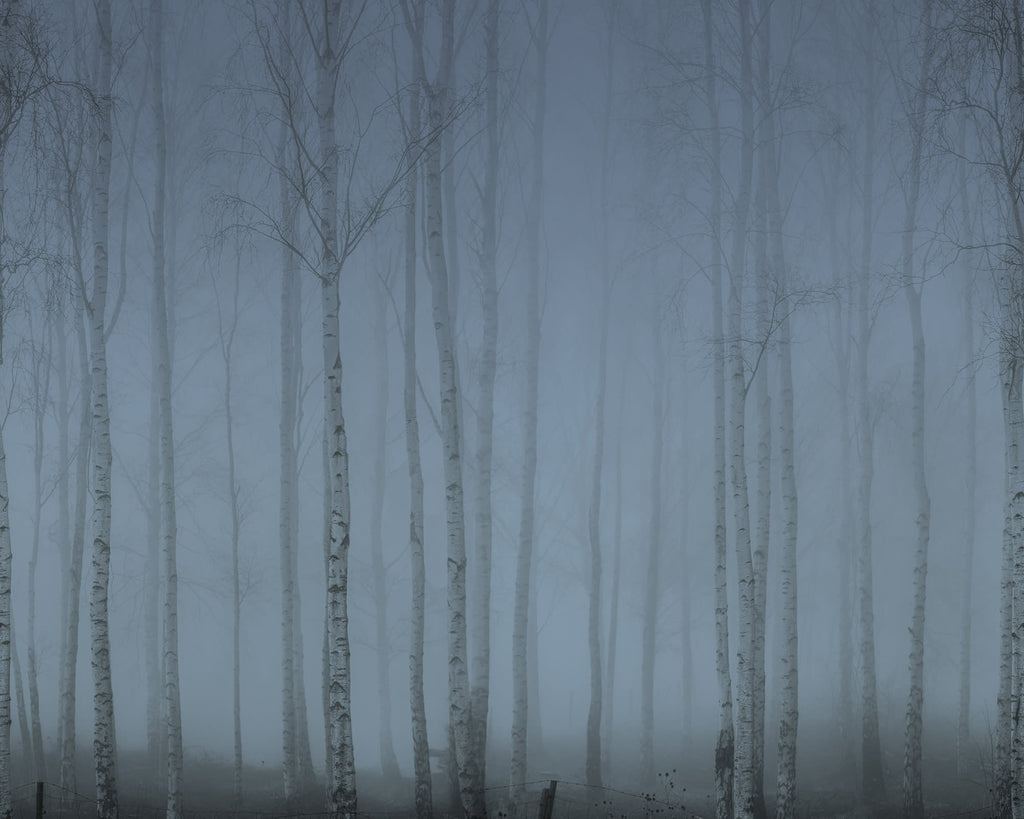 Birch Fog wall mural by Rebel Walls in Blue, flat swatch