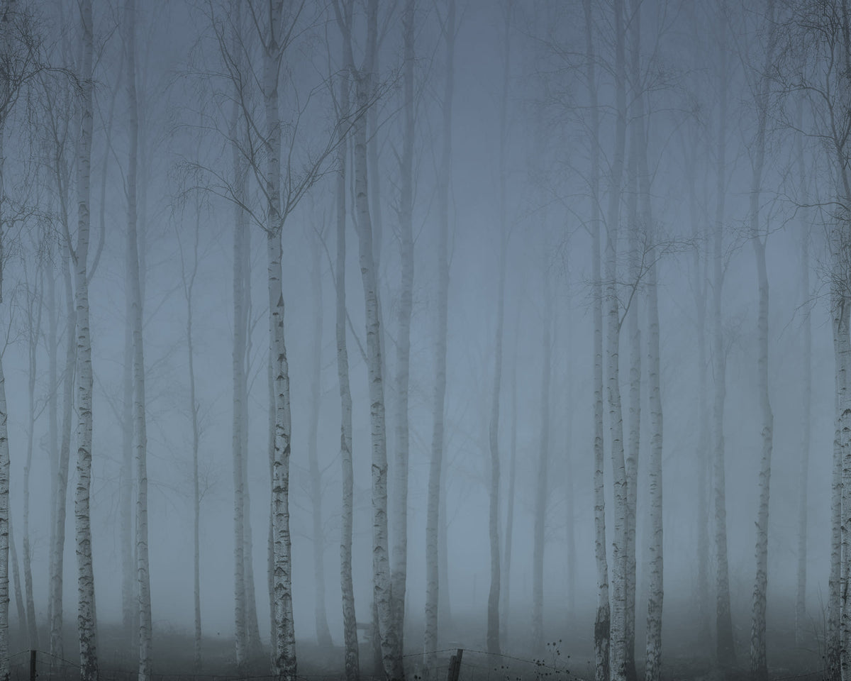 Birch Fog wall mural by Rebel Walls in Blue, flat swatch