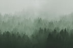 Cloudy Forest wall mural by Rebel Walls in Green, flat swatch