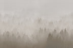 Cloudy Forest wall mural by Rebel Walls in Beige, flat swatch