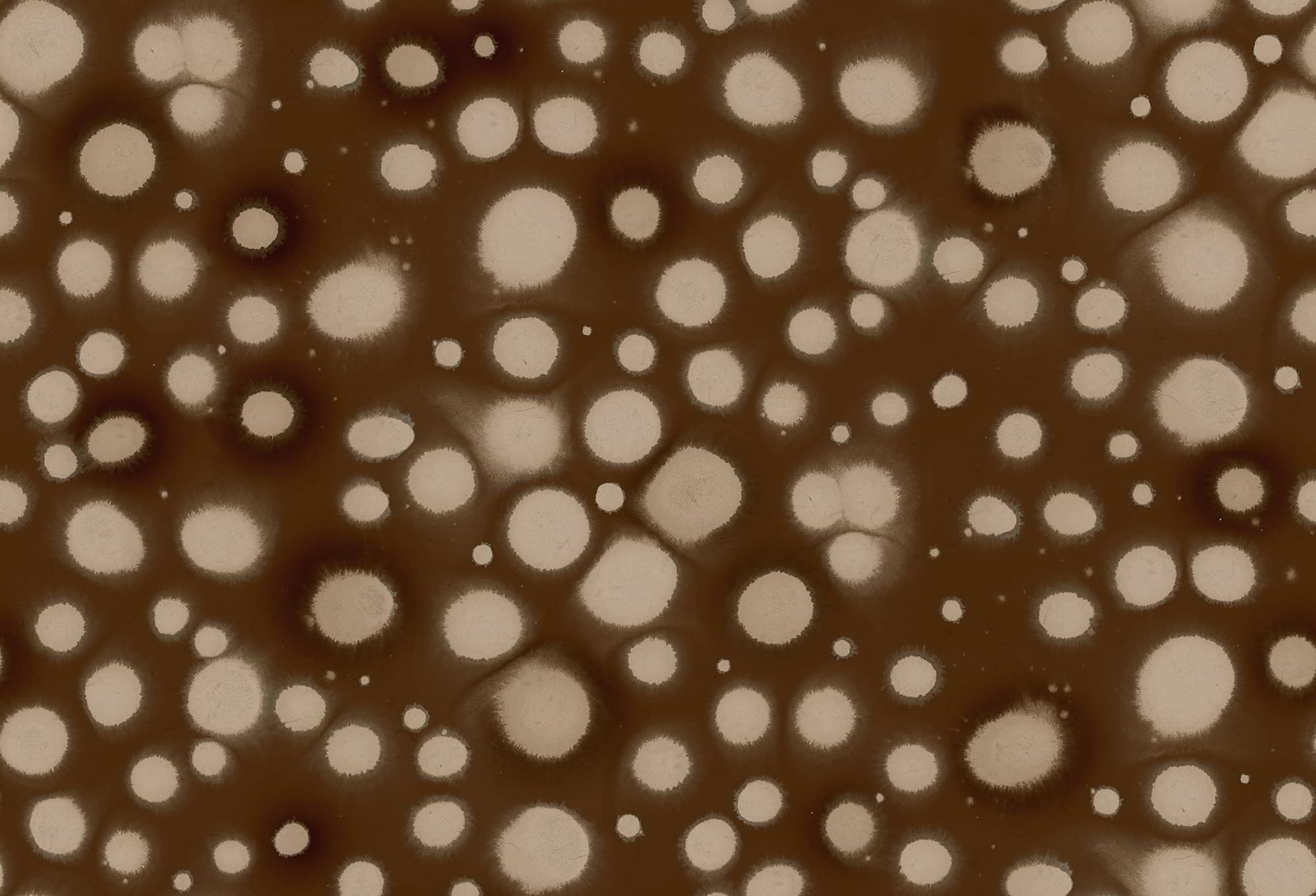 Spotted Puffer wall mural by Rebel Walls, flat panel of soft cream spots scattered on a deep brown ground