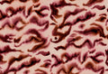 Guppy wall mural by Rebel Walls, flat panel of the burgundy and blush pink watercolour swirl pattern