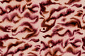 Guppy wall mural by Rebel Walls, flat panel of the burgundy and blush pink watercolour swirl pattern