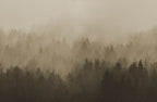 Cloudy Forest wall mural by Rebel Walls in Brown, flat swatch