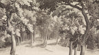 Forest Engraving wall mural by Rebel Walls in Brown – Sepia, flat swatch
