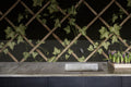 Ivy Trellis wall mural by Rebel Walls in Black, styled room