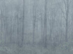 Skog wall mural by Sandberg – forest & woodland design, Blue – Misty Blue