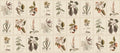 Flora wallpaper by Sandberg – botanical design, Sepia, flat pattern repeat