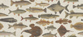 Scandinavian Fish wallpaper by Sandberg – animals design, Beige