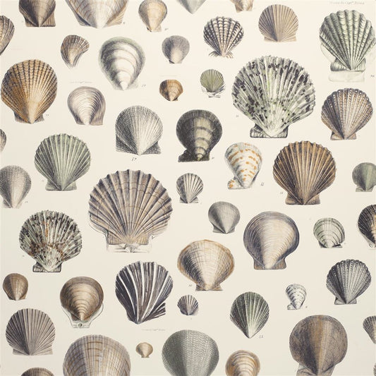 John Derian Picture Book Papers Captain Thomas Browns Shells Oyster Wallpaper