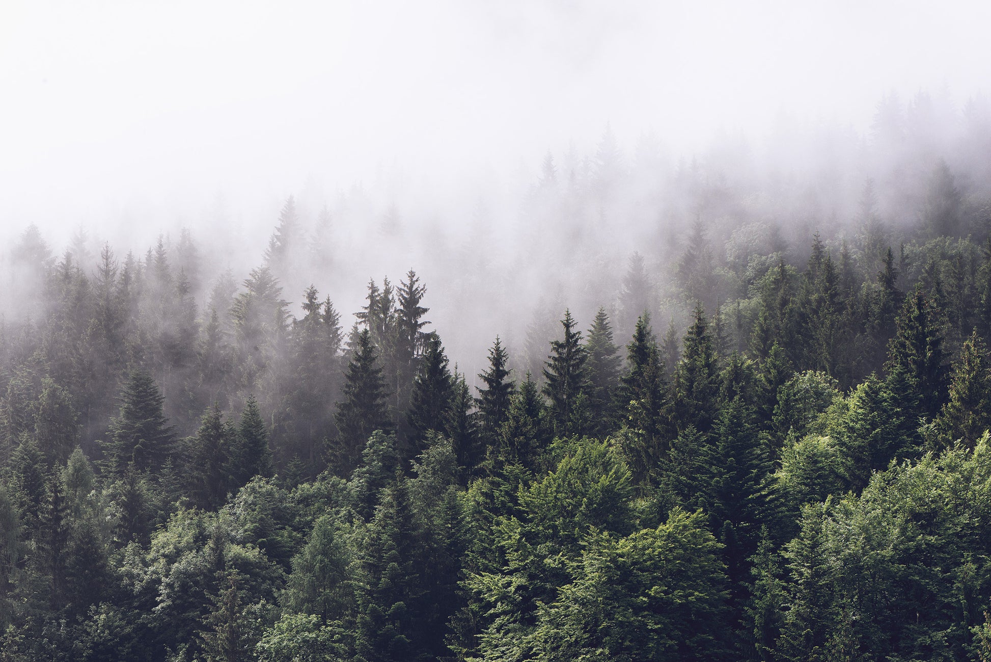 Misty Fir Forest - Leaf Green & Angle Cloud - Wallpaper Trader